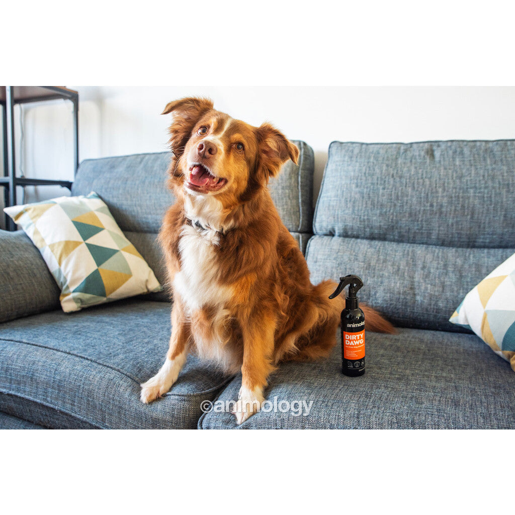 Sausas šampūnas šunims Animology Dirty Dawg No Rinse Shampoo (250 ml)