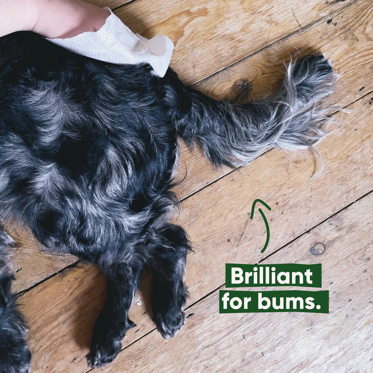 Drėgnos bambukinio pluošto higieninės servetėlės šunims "Beco" (kokosų kvapo)