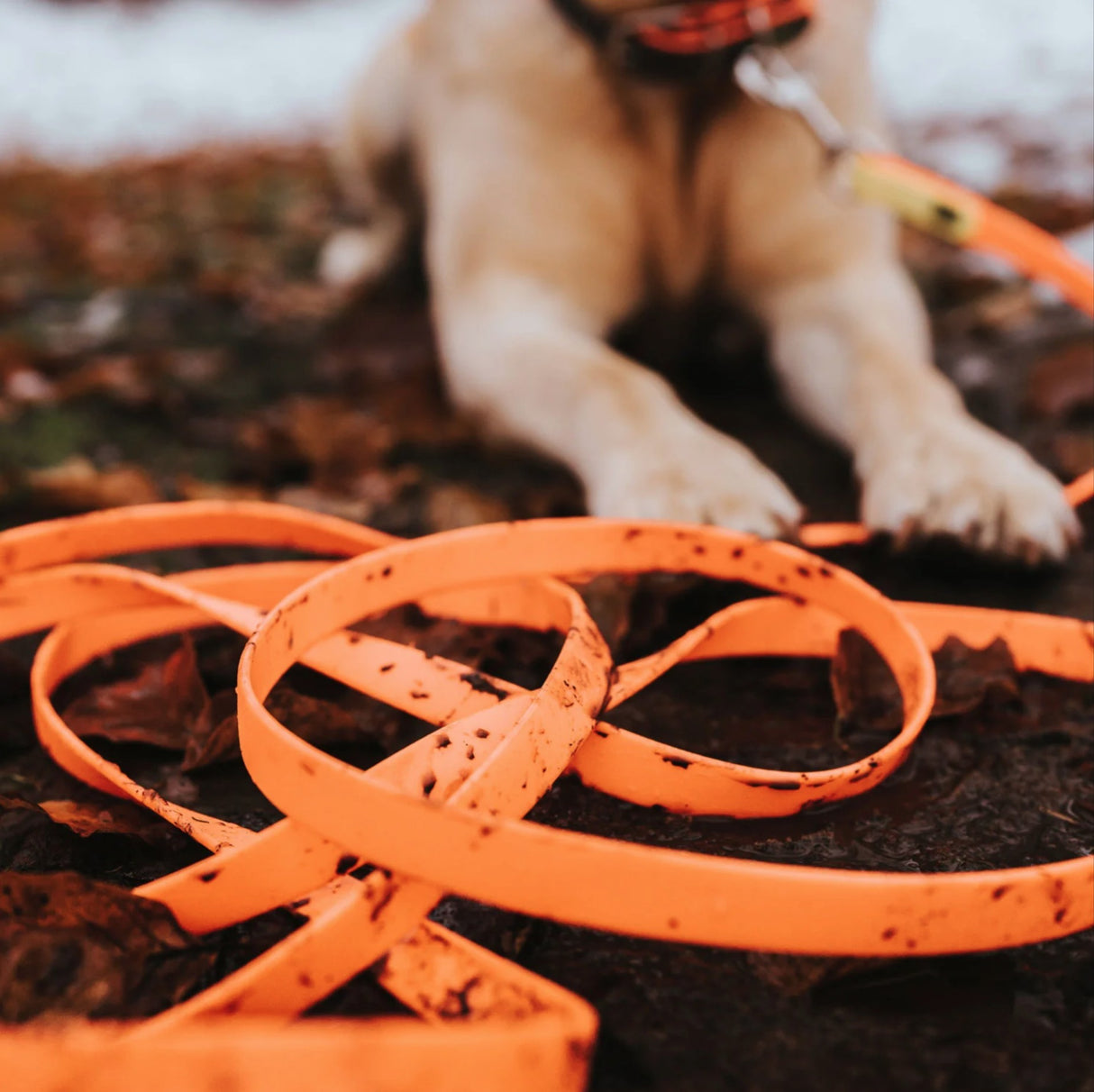 Ilgas pavadelis sunims Hunter