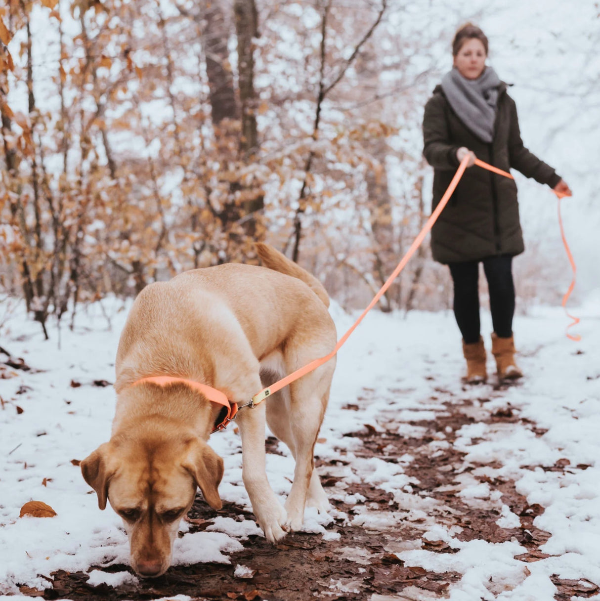 Atsparus pavadelis sunims