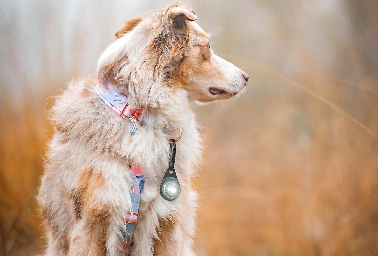 Karabinas Orbiloc Dog Dual saugos lemputei pakabinti "Orbiloc Carabiner"