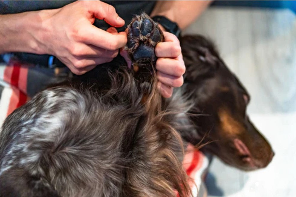 Apsauginis balzamas augintinių pėdutėms "Non-stop Dogwear Paw Care"