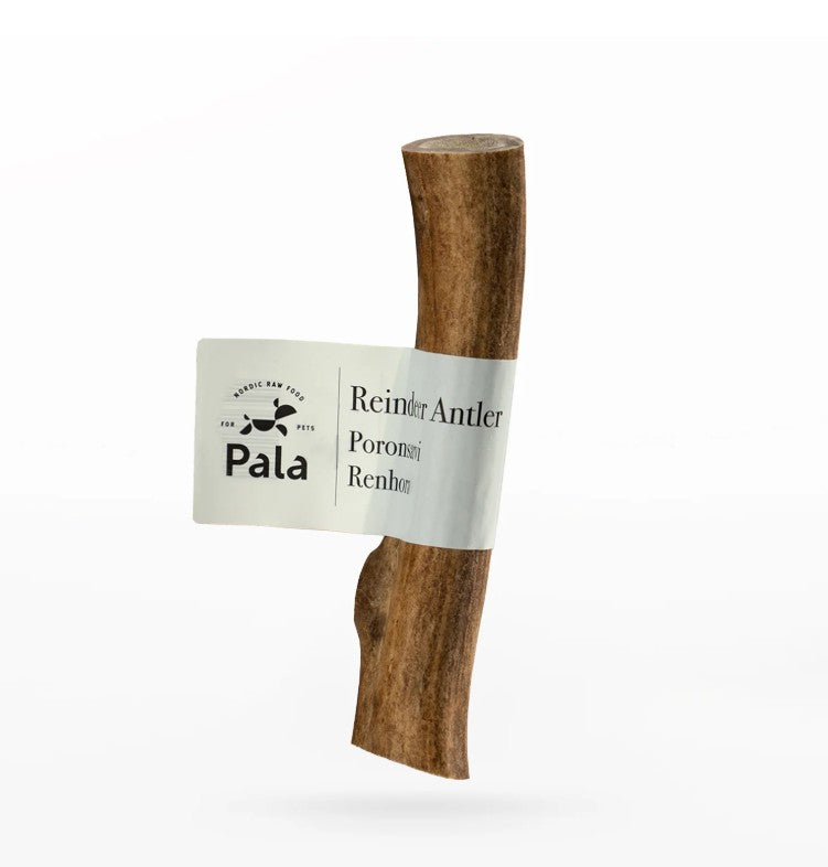 Šiaurės elnio ragas "Pala"
