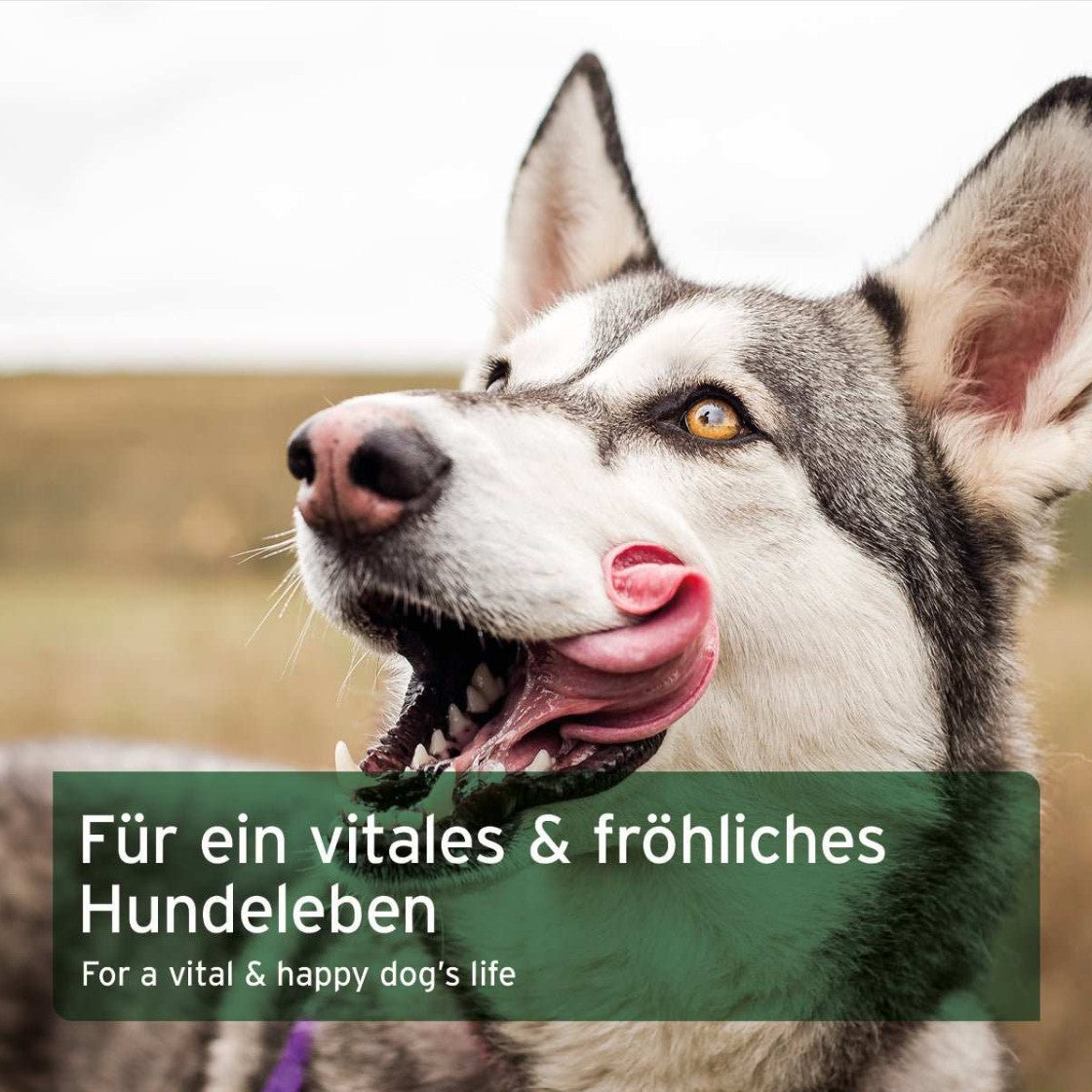 Maisto papildas šunims - žalią mitybą papildantis mišinys "Aniforte BARF Complete"