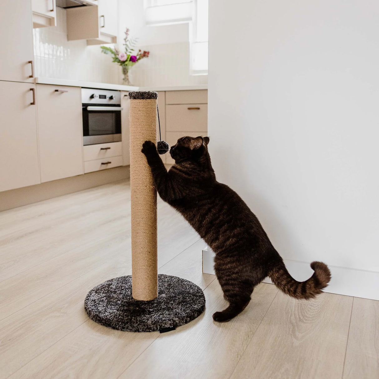 Draskyklė katėms District 70 Donna