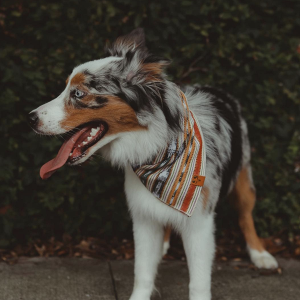 Bandana "Moose Wears Tikal"