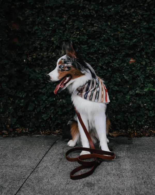 Bandana "Moose Wears Tikal"