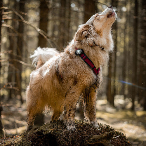 LED saugos lemputė šunims "Orbiloc Dog Dual"