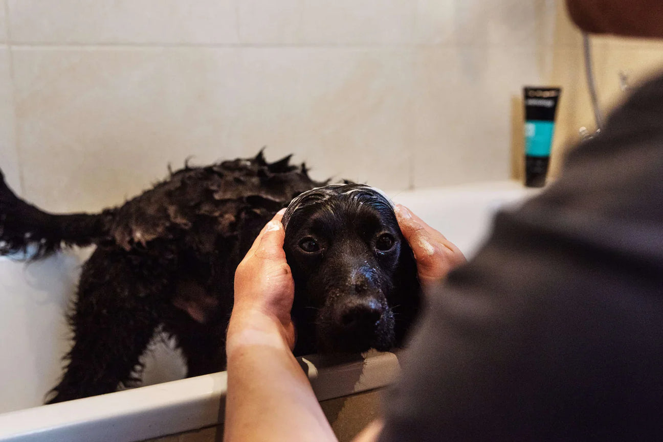 Animology šampūnai šunims