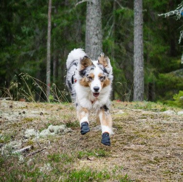 Non stop dogwear apranga ir batai šunims