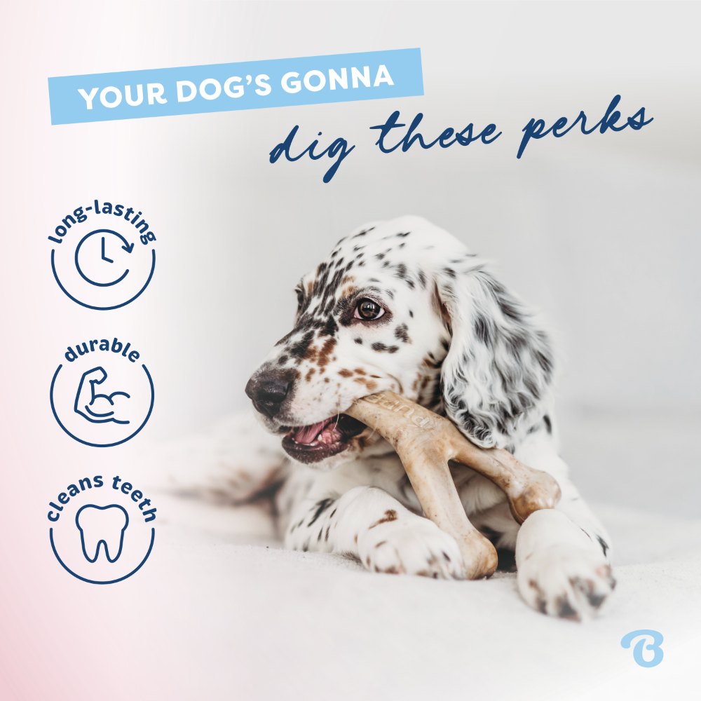 Kramtomas žaislas šuniukams "Benebone Puppy Wishbone"