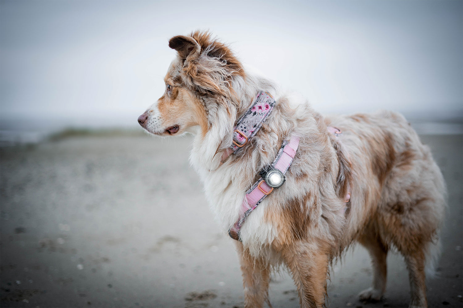 Laikiklis Orbiloc Dog Dual lemputei prisegti "Orbiloc Adjustable Starp Kit"