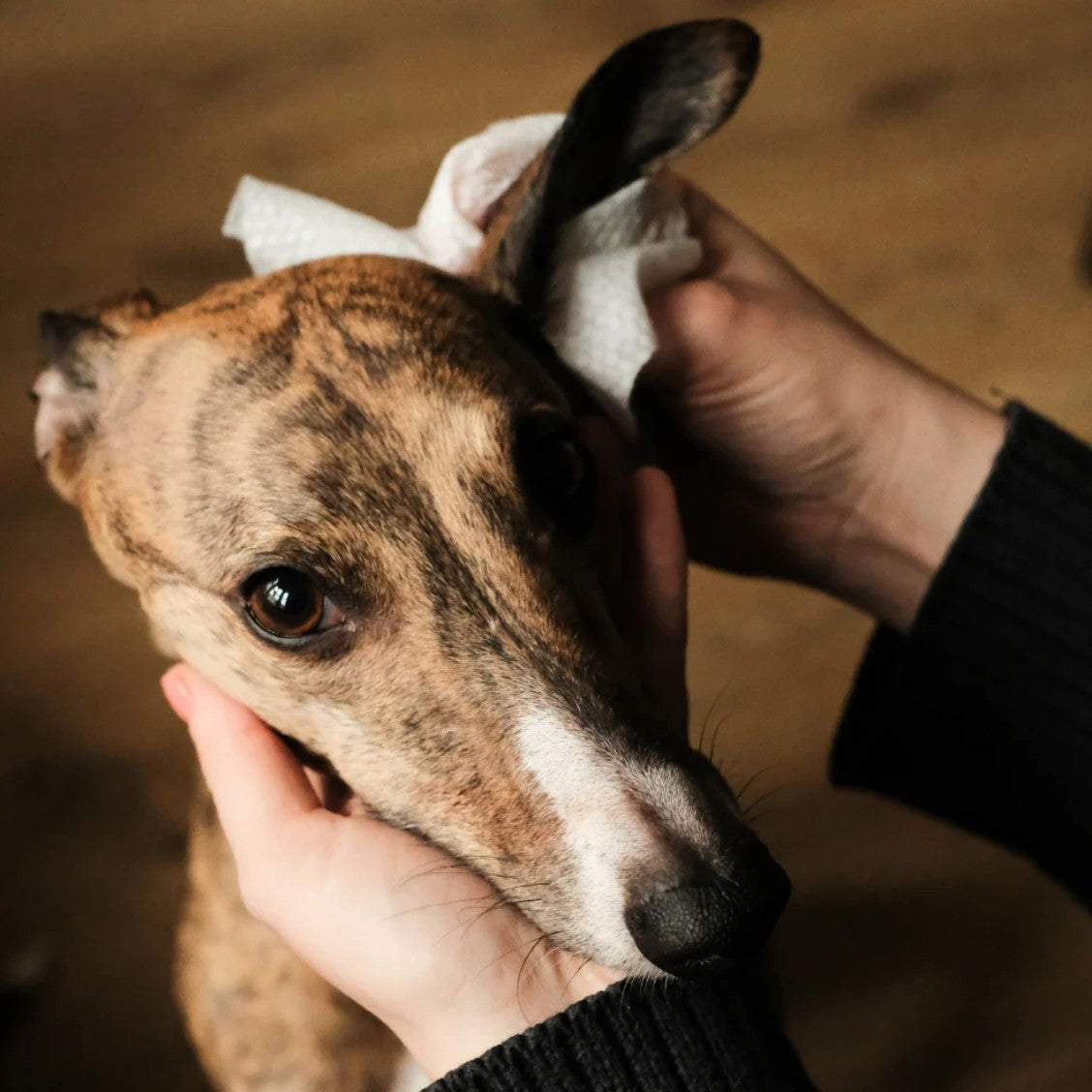 "Beco" Bamboo Fiber Ear Wipes for Dogs (Coconut Scent)