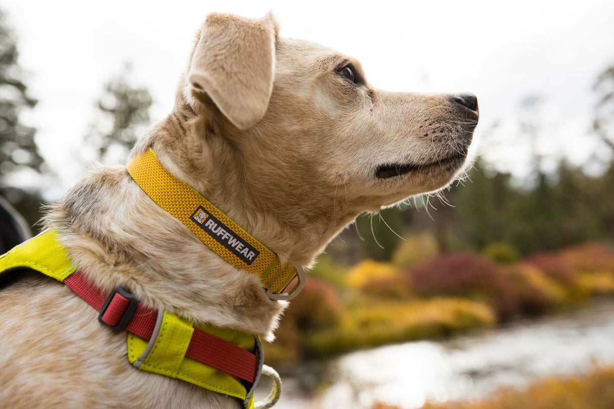 Antkaklis "Ruffwear Hi & Light"