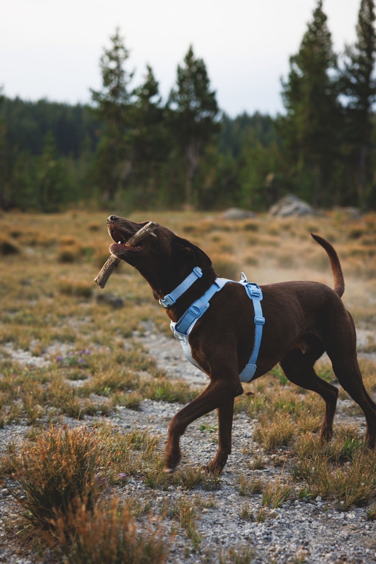 Petnešos "Ruffwear Front Range Flex"