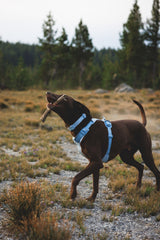 Petnešos "Ruffwear Front Range Flex"