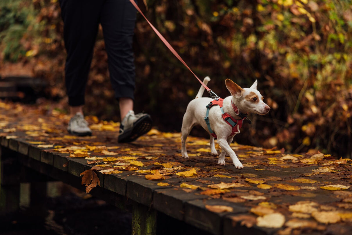 Petnešos "Ruffwear Hi & Light"