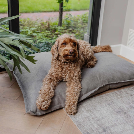 Klasikinis guolis sunims